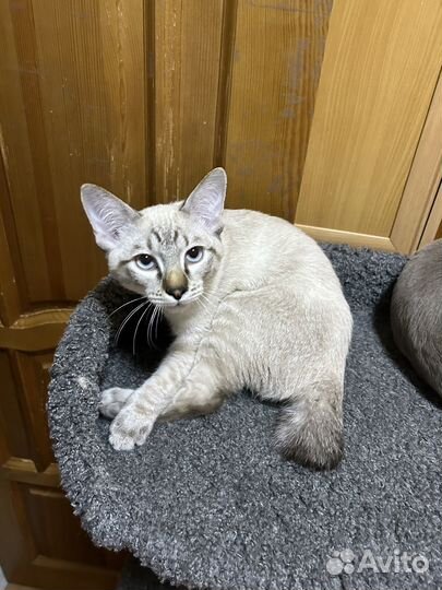 Меконгский бобтейл