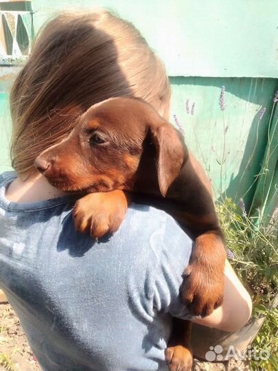 Щенки добермана