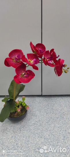 Орхидея