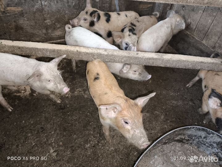 Поросята породы дюрок, ландрас