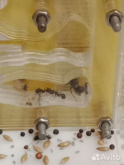 Формикарий с муравьями