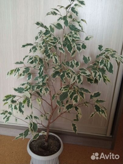 Фикус бенджамина Твилайт