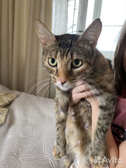 Кошки в добрые руки