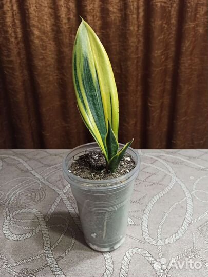 Сансевиерия сортовая