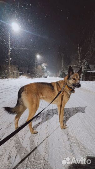 Метис овчарки