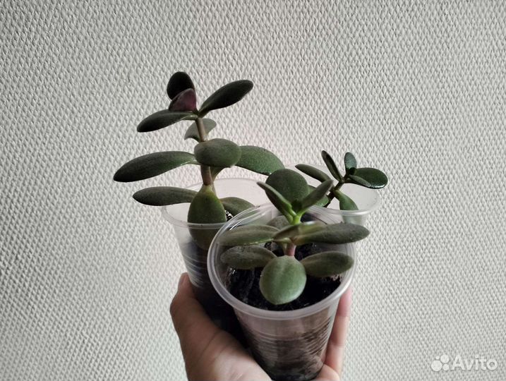 Толстянка денежное дерево крассула