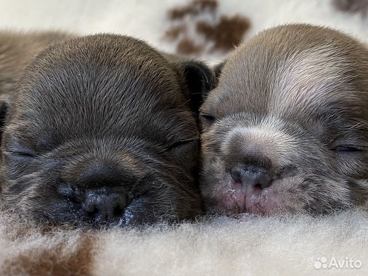 Французский бульдог мини