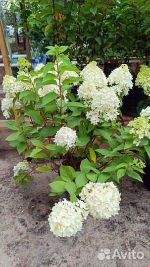 Гортензия метельчатая