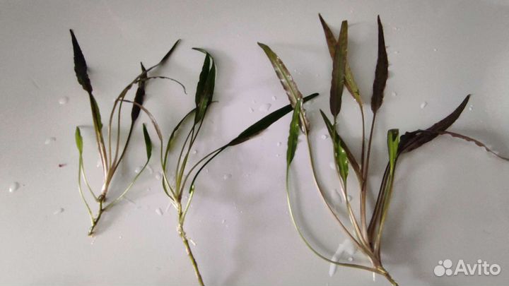 Растения в аквариум два вида