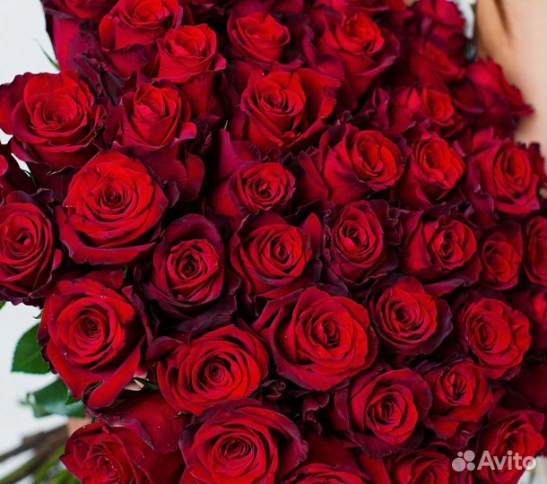 Розы сорт Эксплорер (Красные) Розы оптом