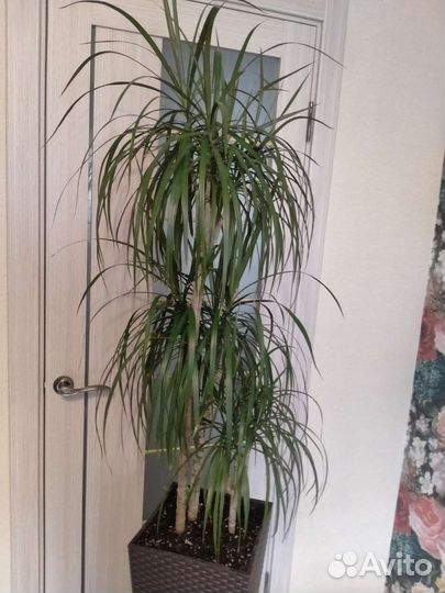 Драцена Маргината