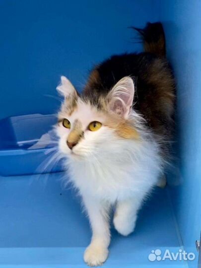 Миниатюрная красота кошечка Мила ищет дом