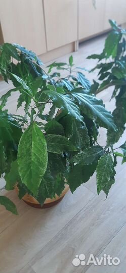 Гибискус китайская роза