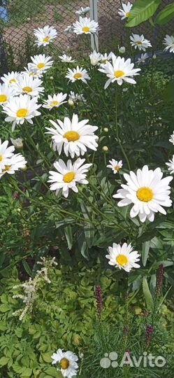 Ромашки крупные садовые. Саженцы