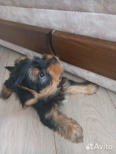 Йоркширский терьер мини