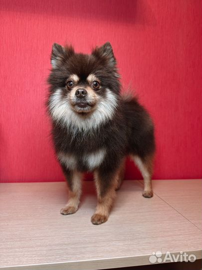 Груминг, стрижка собак и кошек