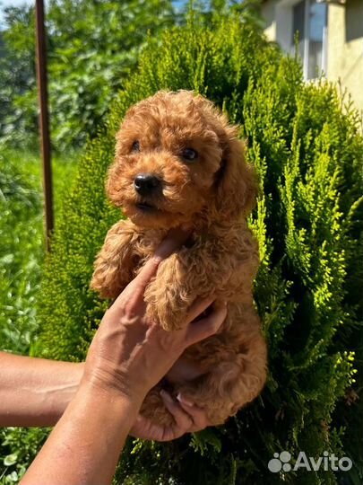 Той-пудель девочка