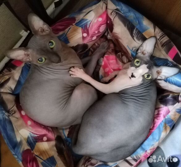 Канадский сфинкс котенок