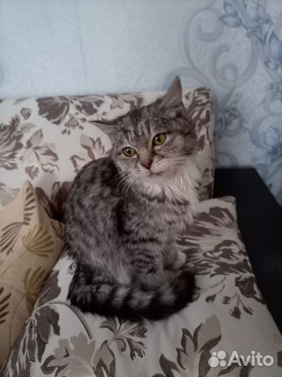 Котенок мальчик серый