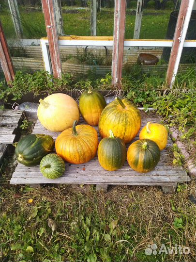 Тыкву и кабачки
