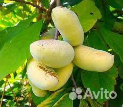 Азимина-северный банан