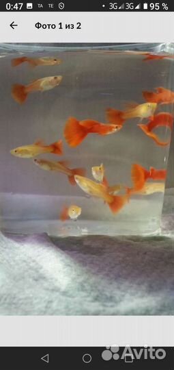 Гуппи чистая линия Красный блондин и Черный принц