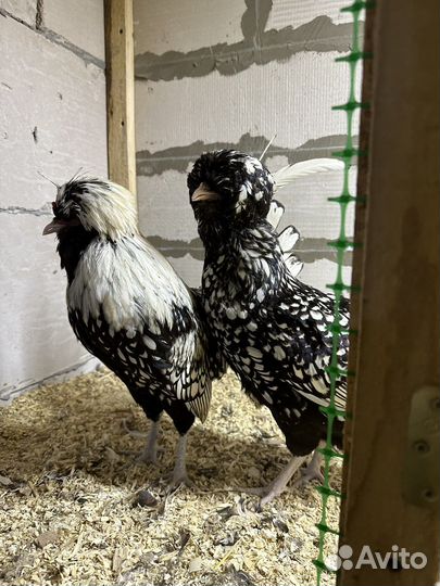 Инкубационное яйцо