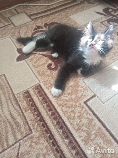 Котята в добрые руки бесплатно