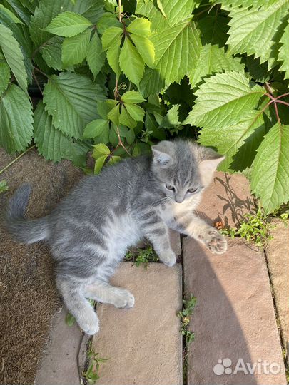 Котята в добрые руки бесплатно