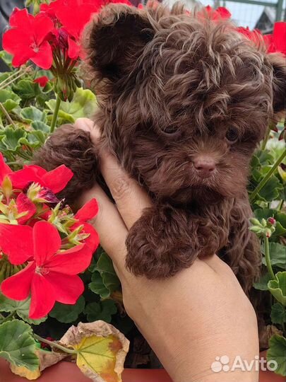 Мальтипу maltipoo teddy taecap