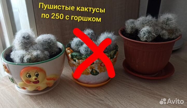 Пушистый кактус с горшком