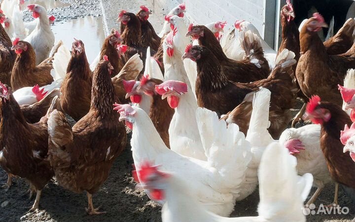 Куры несушки 26 регион