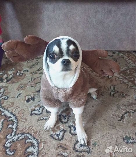 Приглашаем для вязки