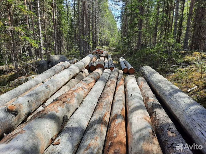 Срубы домов и бань из сосны Кело