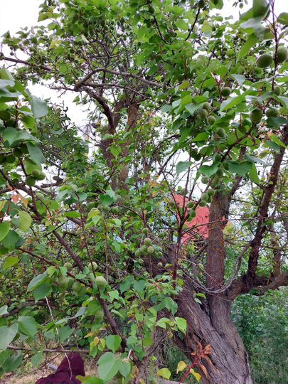 Дом 20 м² на участке 7,8 сот.