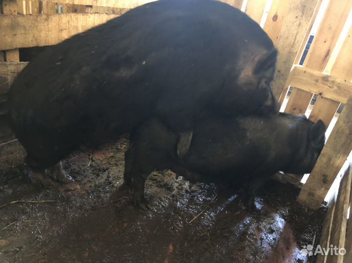 Вьетнамский хряк рабочий