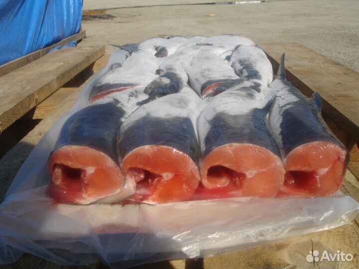 Горбуша потрошеная