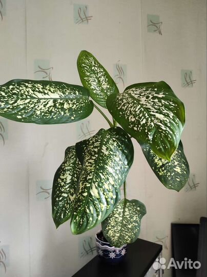 Диффенбахия, алоэ вера, алоэ, рипсалис