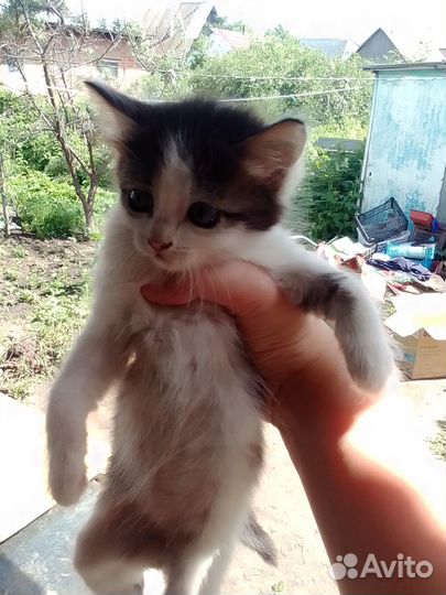 Отдам котят в добрые руки