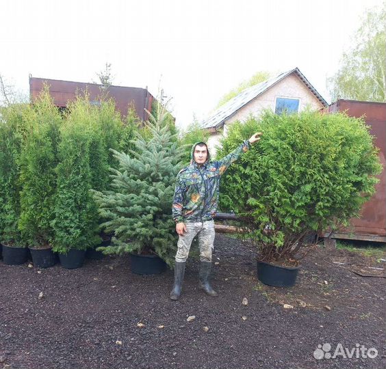 Туи, Эль, Декоративные Растение и т.д