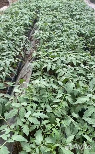 Рассада томатов