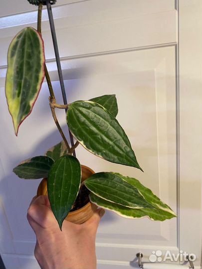 Хойя hoya macrophylla albomarginata