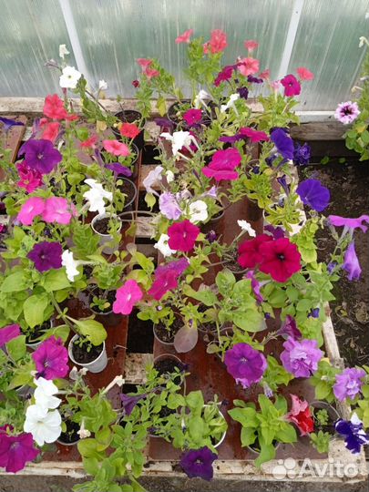 Цветущие Петуния