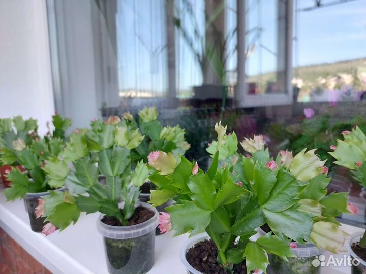 Декабрист шлюмбергера, рождественик, зогокактус