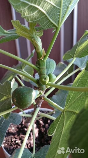 Инжир самоопыляемый Брунсвик