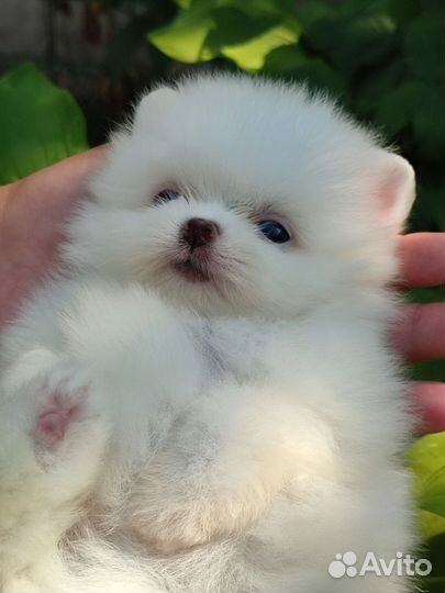 Померанский шпиц мини щенок