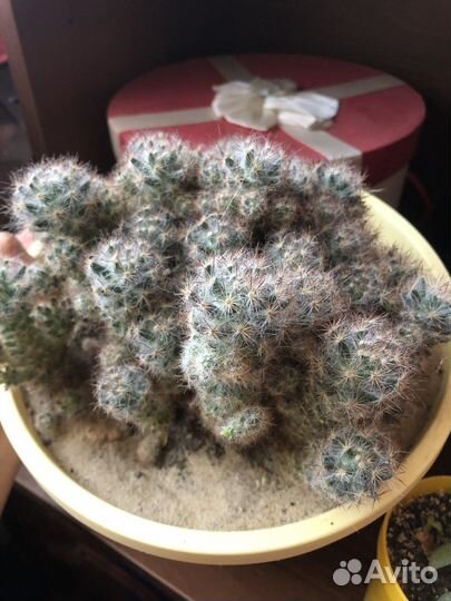 Цветы комнатные домашние