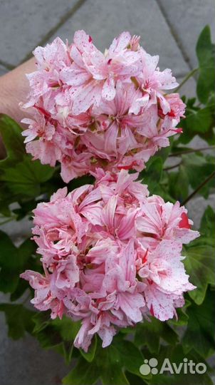 Пеларгонии в ассортименте