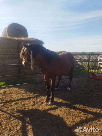 Жеребец полутяж