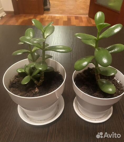 Крассула (Толстянка, денежное дерево)